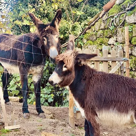 Casa rural Pedra Nova Castelo Novo