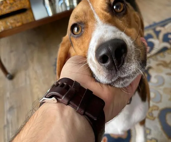 Country house Pedra Nova Castelo Novo