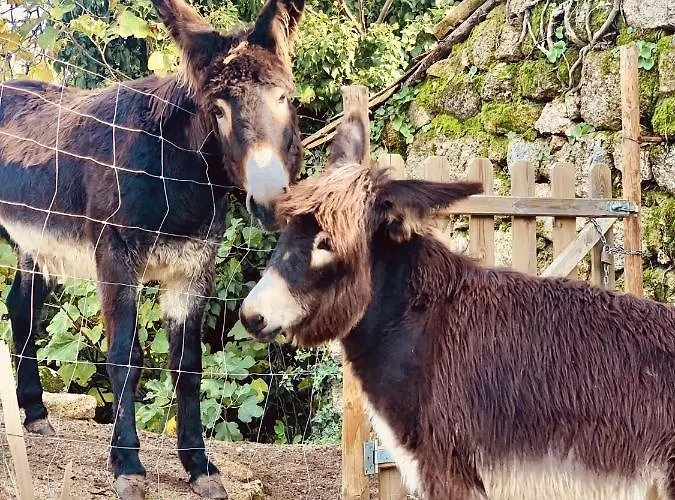 Séjour à la campagne Pedra Nova Castelo Novo